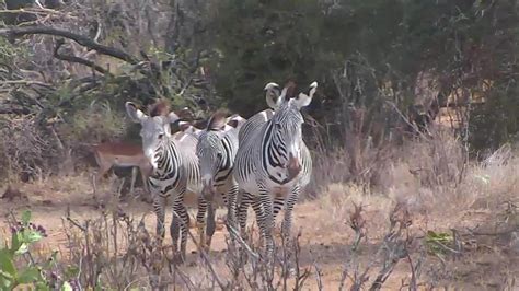 african wildlife cam|African River Wildlife Camera